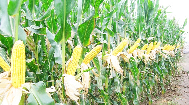 食品包裝盒 食品包裝盒